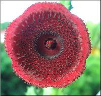 Huernia keniensis SB